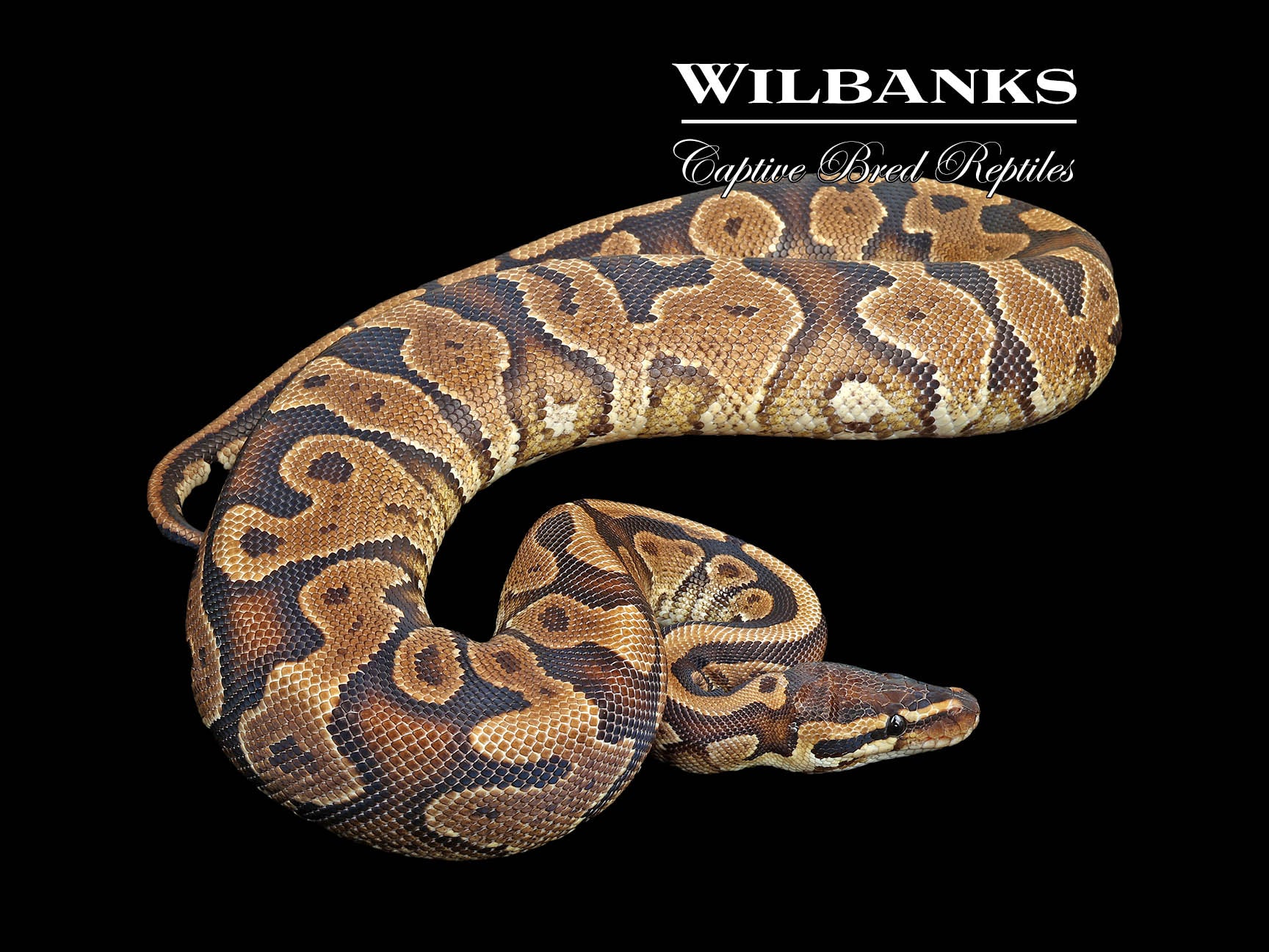 Yellow Belly or Gravel Ball Python ♀ '22 – Wilbanks Captive Bred Reptiles