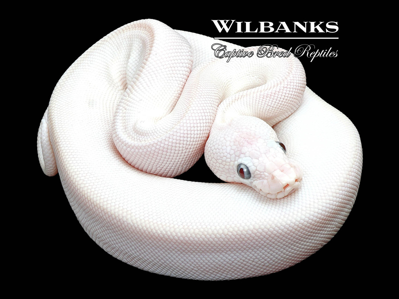 Blue Eyed Leucistic (Lucy) (Mojave Butter) Ball Python ♀ '23 – Wilbanks ...