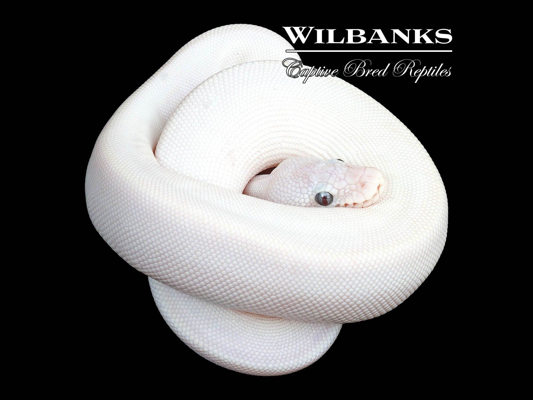 Blue Eyed Leucistic (Lucy) (Bamboo Mojave) Ball Python ♂ '23 – Wilbanks ...