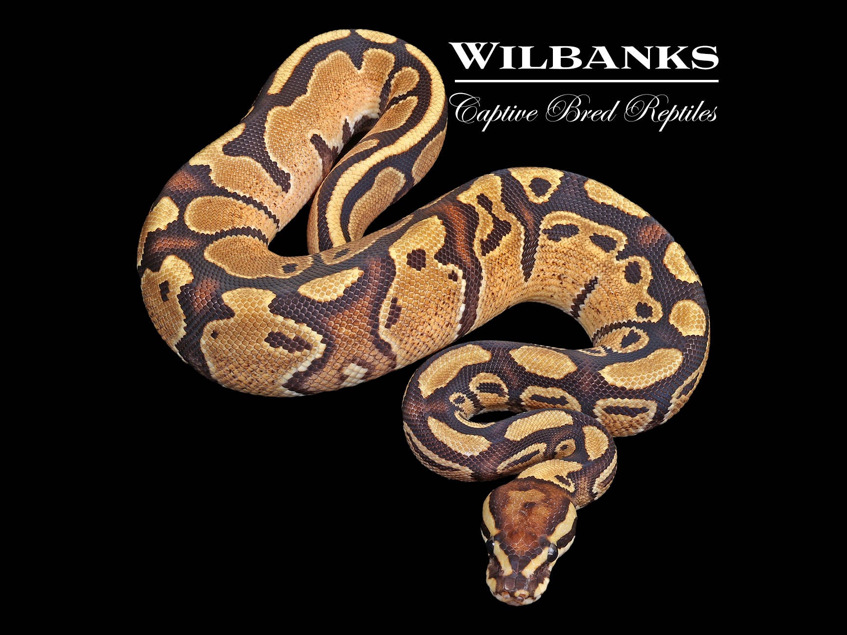 Fire 100% Het. Pied Ball Python ♂ '23 – Wilbanks Captive Bred Reptiles