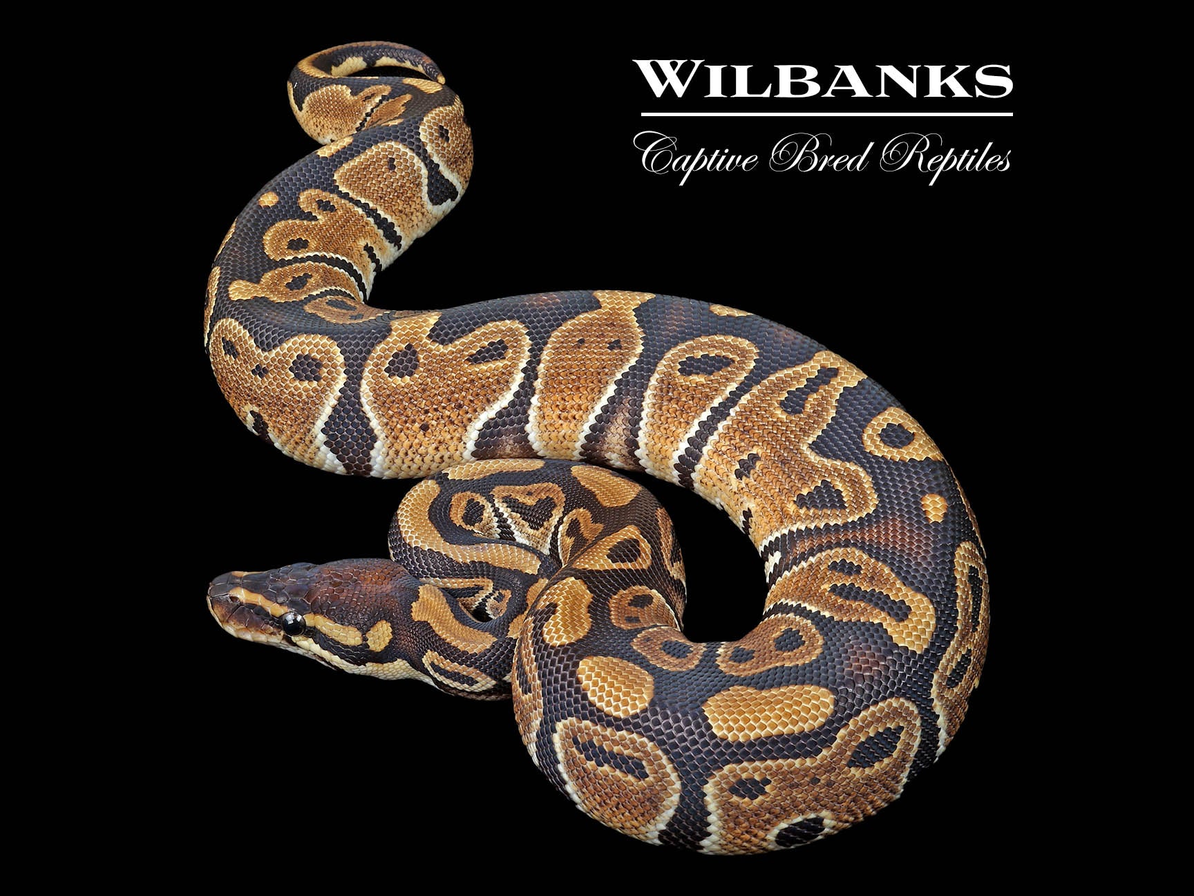 100% Het. Pied Ball Python ♀ '23 – Wilbanks Captive Bred Reptiles