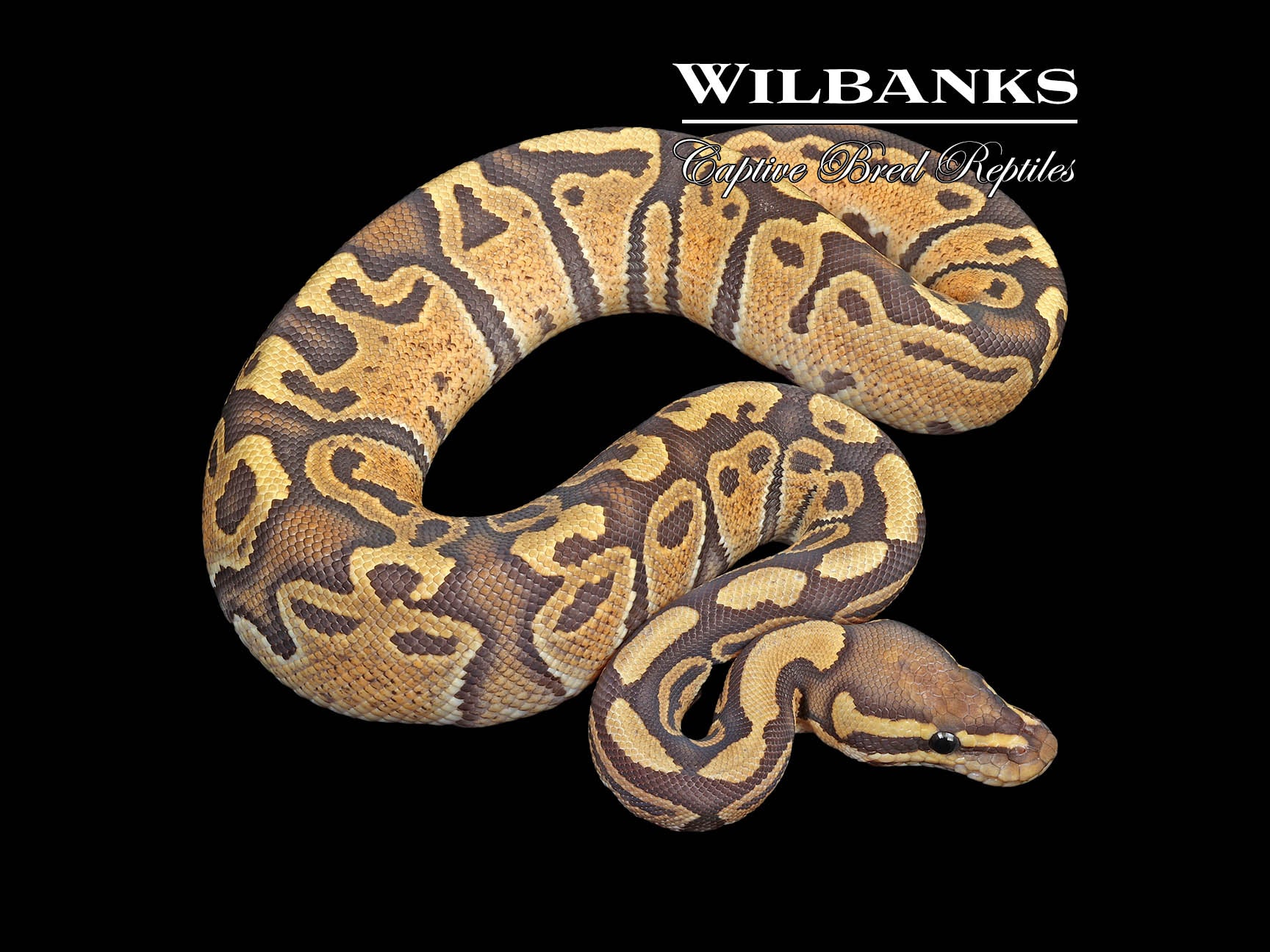 Fire Crush Ball Python ♂ '23 – Wilbanks Captive Bred Reptiles