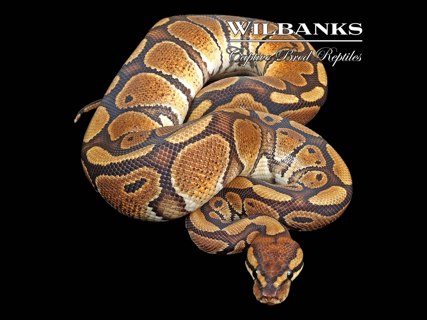 Red Stripe DH Orange Crush Hypo Ball Python ♂ '23 – Wilbanks Captive ...