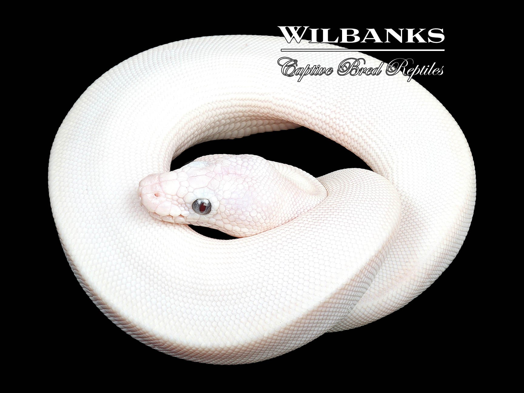 Blue Eyed Leucistic (Lucy) (Mojave Russo) Ball Python ♀ '23 – Wilbanks ...