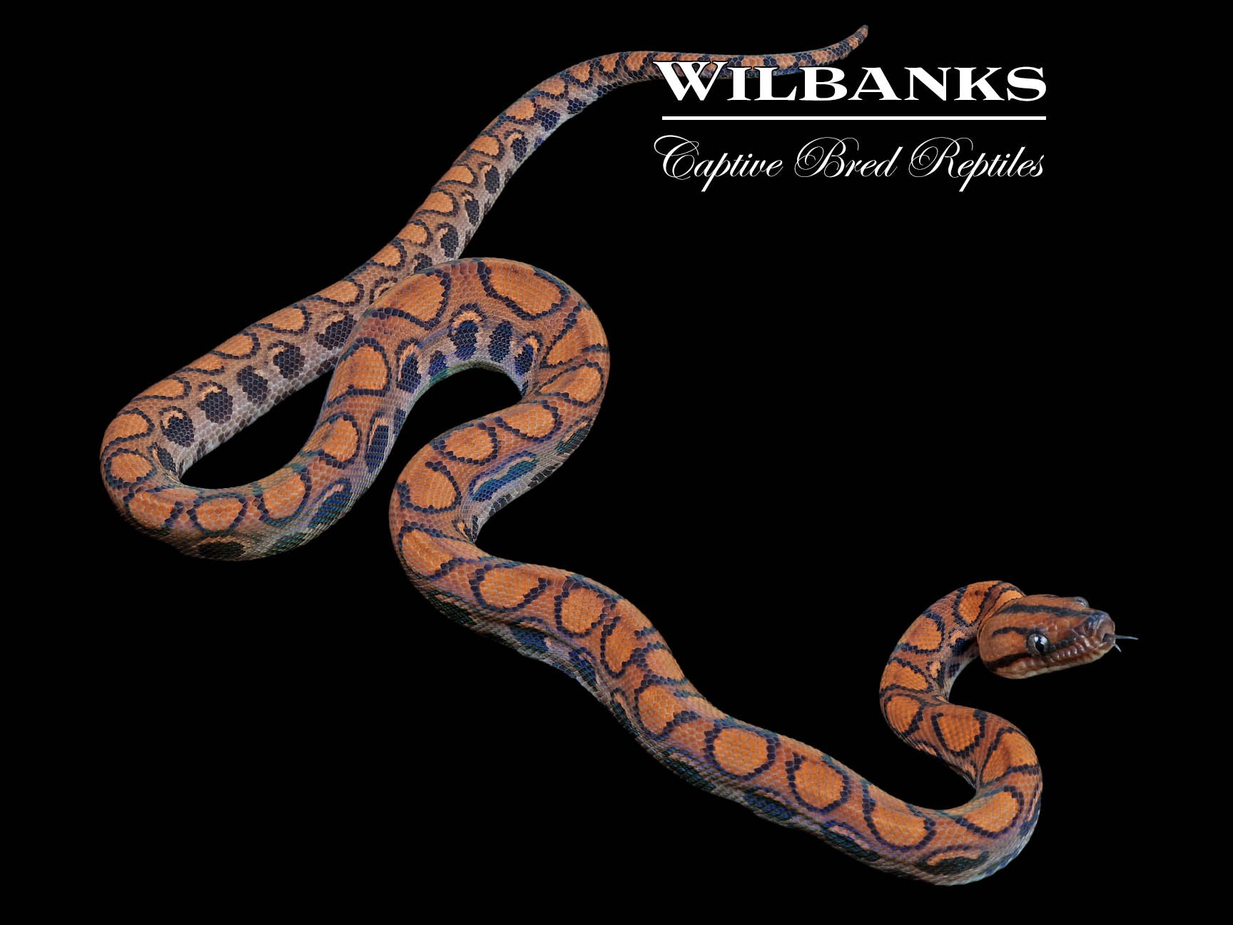 Brazilian Rainbow Boa 50% Ph Caramel Albino ♂ '23 – Wilbanks Captive 