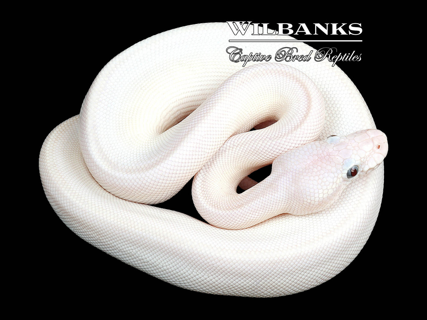 Blue Eyed Leucistic (Lucy) (Mojave Russo) Ball Python ♀ '23 – Wilbanks ...