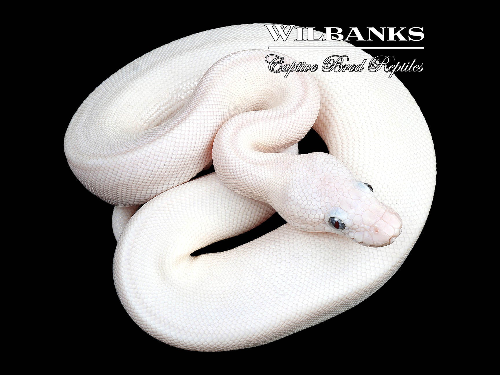 White Diamond Blue Eyed Leucistic (Super Russo) Ball Python ♀ '23 ...