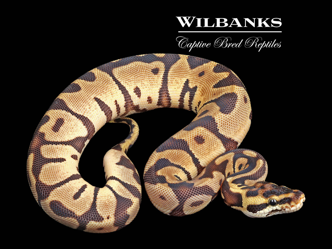 Pastel Enchi Leopard Ball Python ♀ '23 – Wilbanks Captive Bred Reptiles