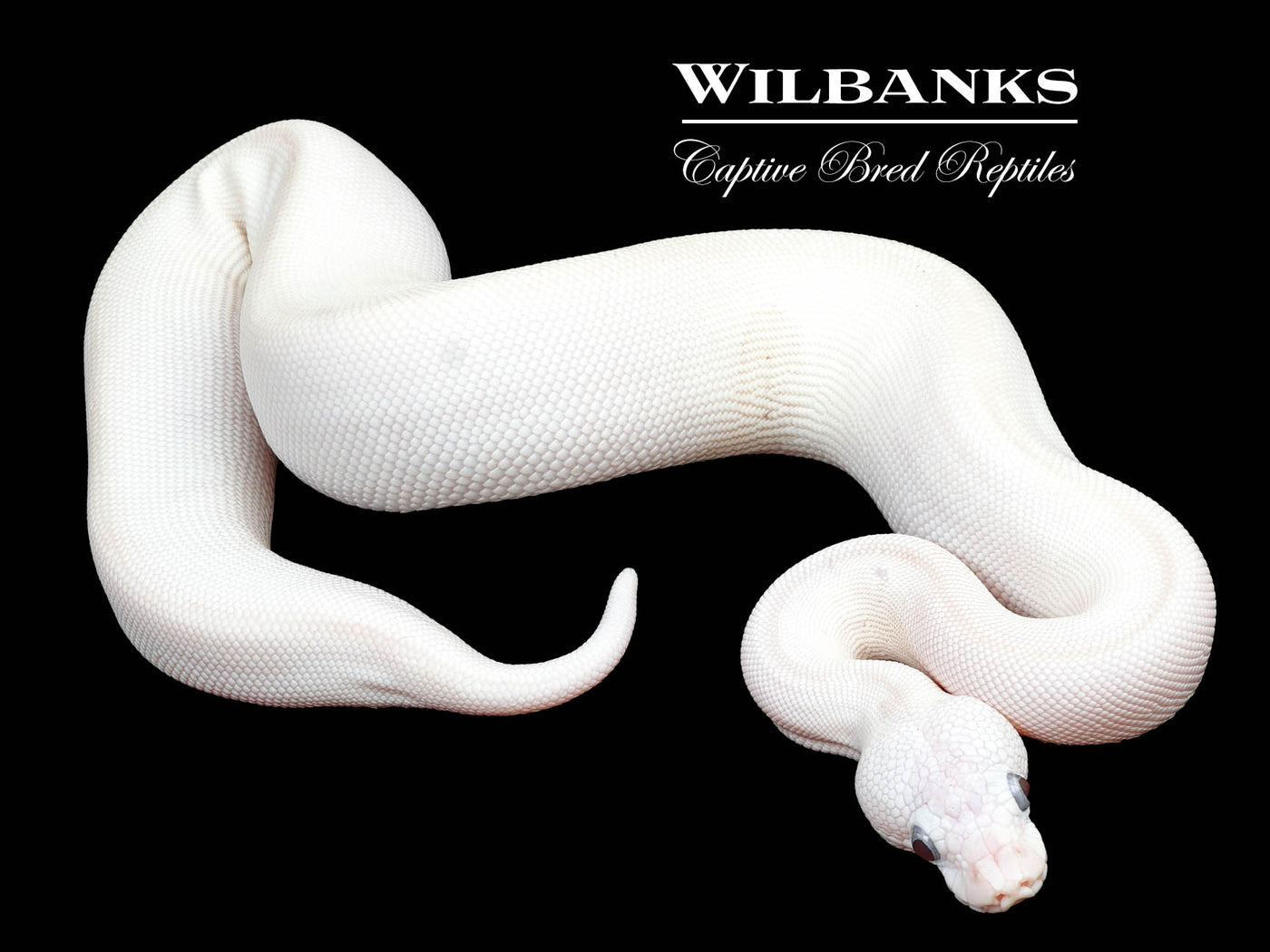 Blue Eyed Leucistic (Lucy) (Mojave Russo) Ball Python ♀ '23 – Wilbanks ...