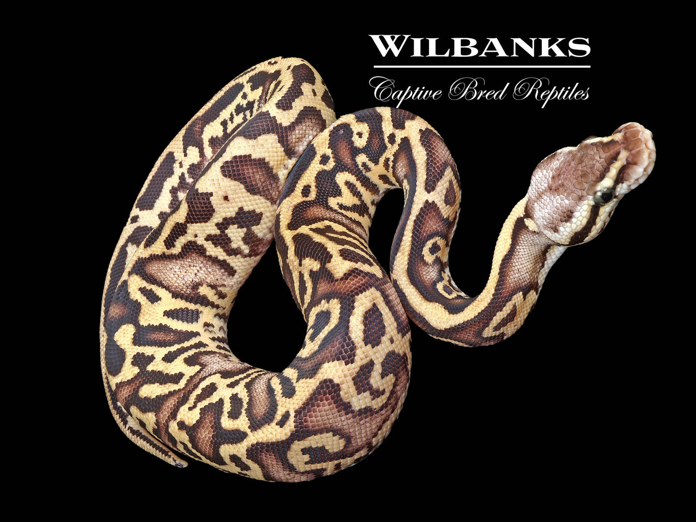 Pastel Leopard Yellow Belly 100% Het. Clown Ball Python ♀ '23 ...