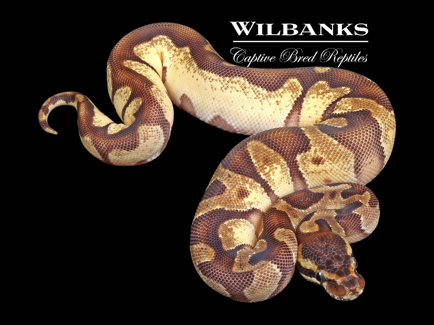 Blackhead Super Enchi Pastel 100% Het. Albino Ball Python ♀ '23 ...