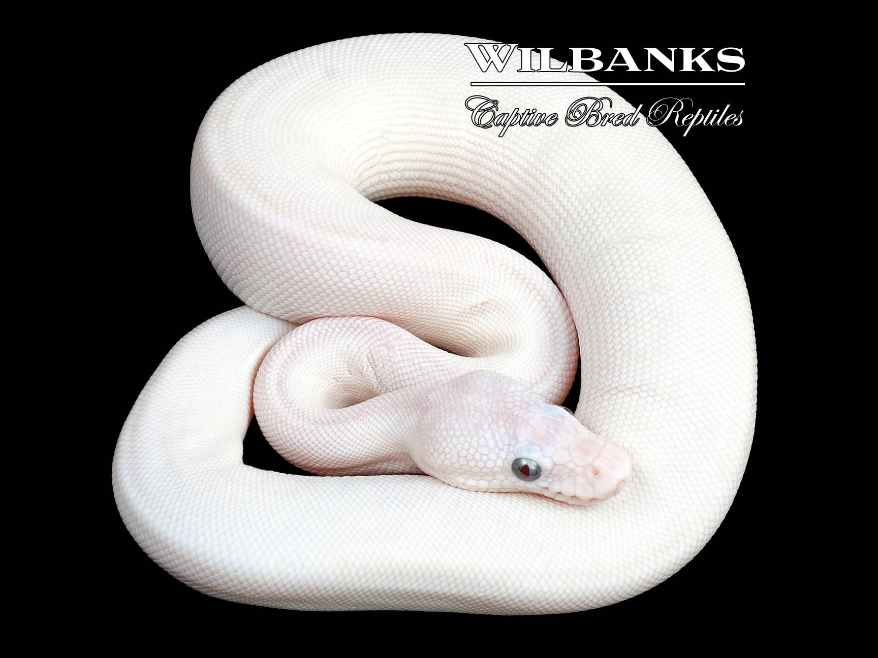 Blue Eyed Leucistic (Lucy) (Bamboo Mojave) Ball Python ♀ '23 – Wilbanks ...