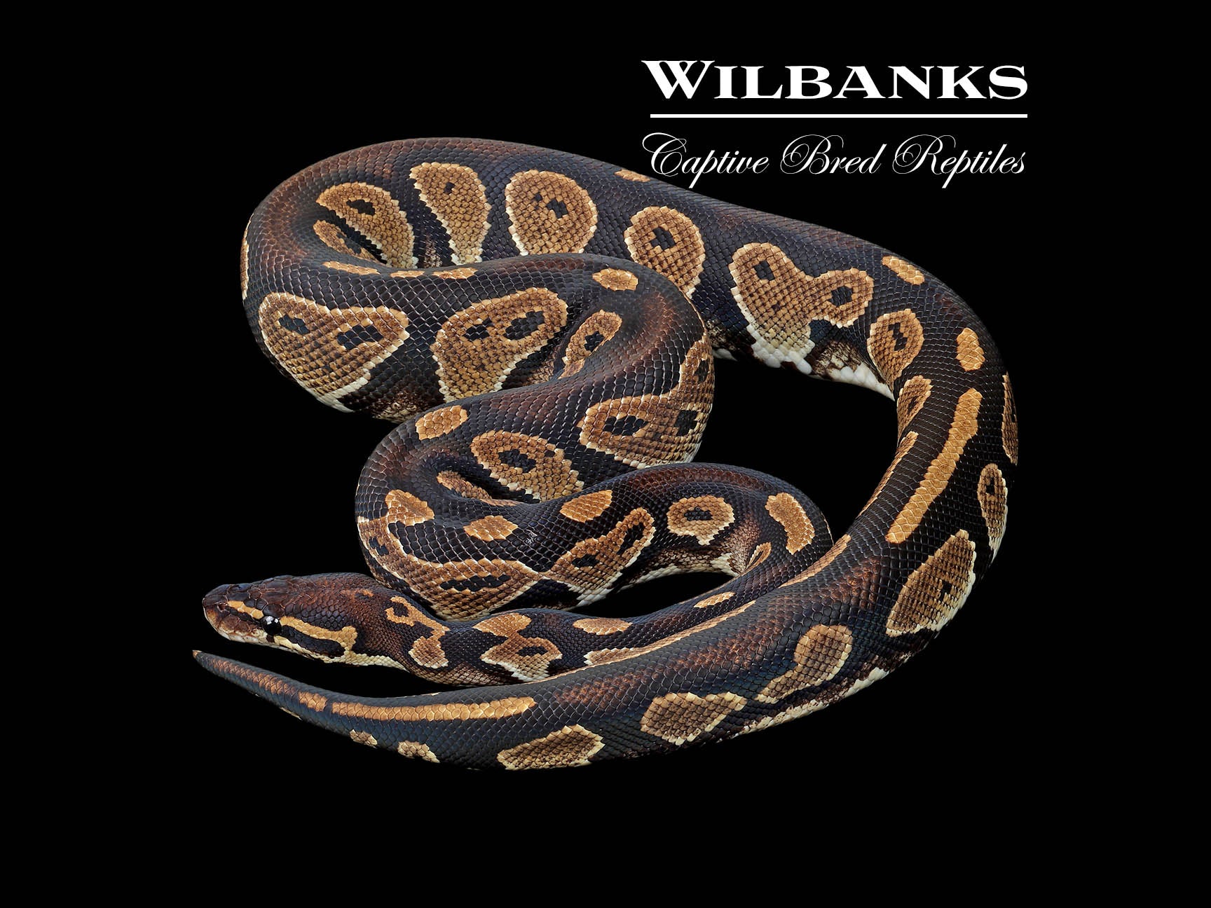 Blackhead 50% Ph Pied Ball Python ♀ '22 – Wilbanks Captive Bred Reptiles