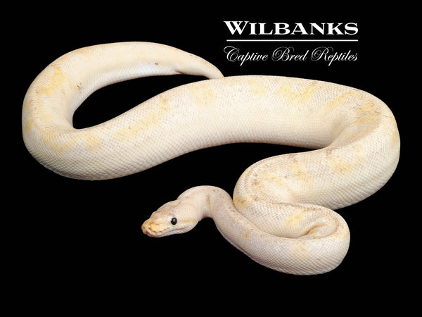 Pastel Champagne Ball Python ♀ '22 – Wilbanks Captive Bred Reptiles