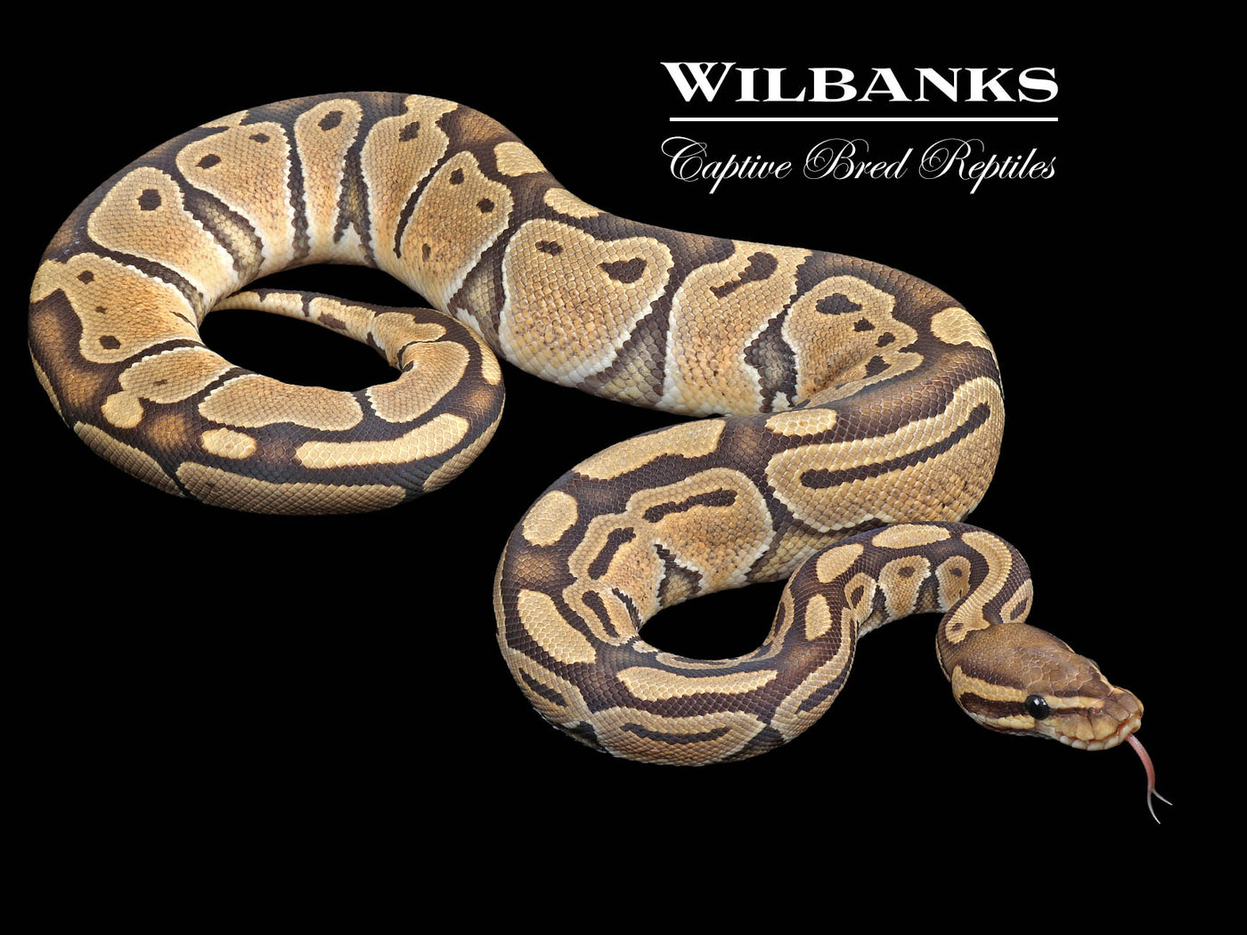 Orange Crush Ball Python ♀ '22 – Wilbanks Captive Bred Reptiles