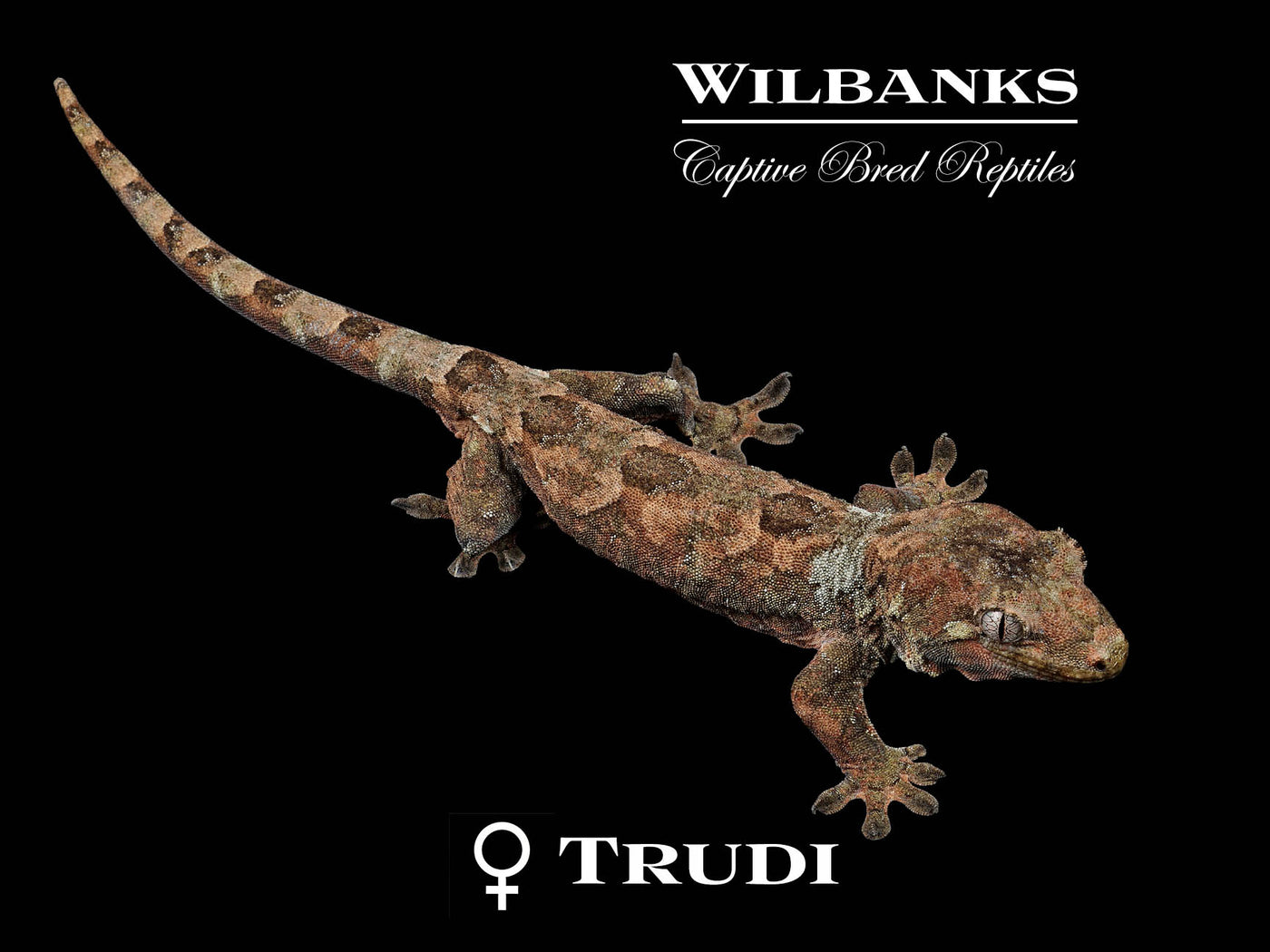 Pine Island Chahoua Gecko (Vincent X Trudi) '24