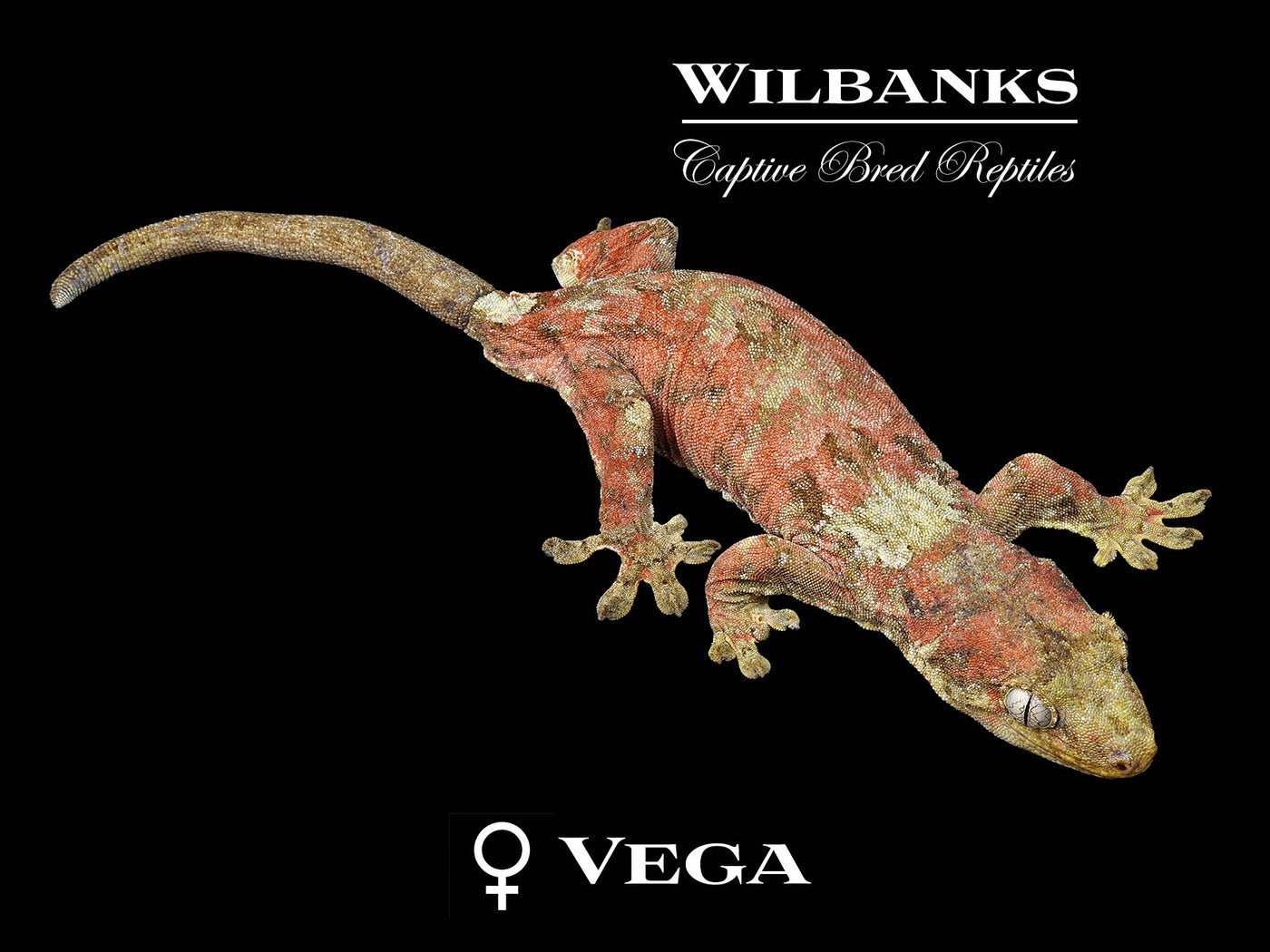 Pine Island Chahoua Gecko (Butch X Vega) '24