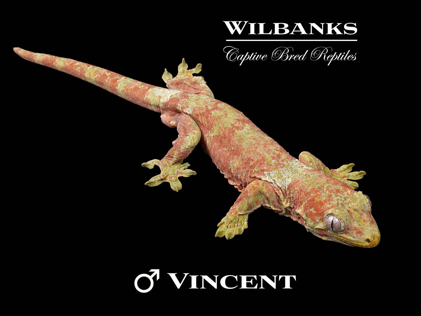 Pine Island Chahoua Gecko (Vincent X Trudi) '24