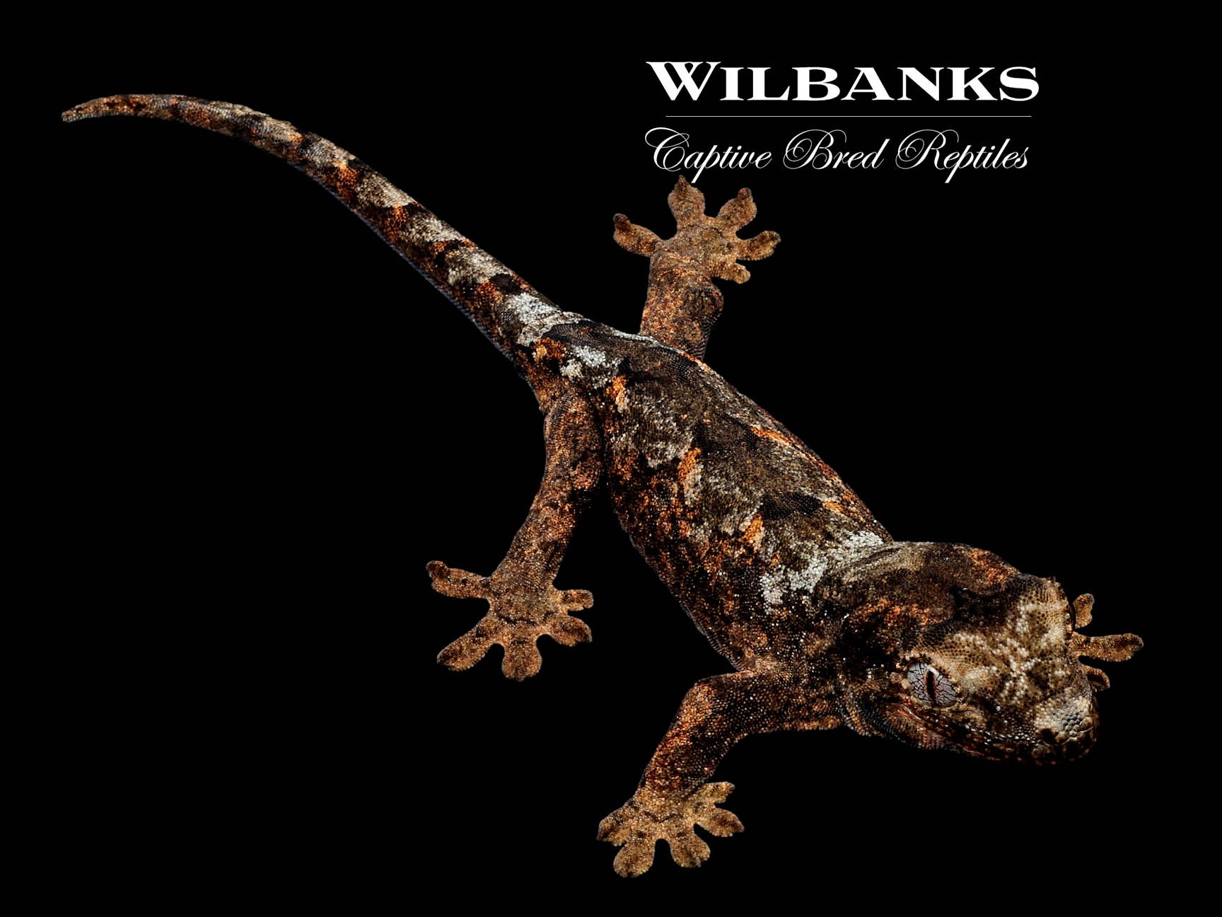 Pine Island Chahoua Gecko '23 – Wilbanks Captive Bred Reptiles