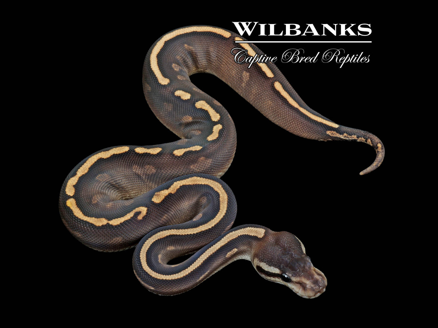 Mojave GHI Cinnamon Yellow Belly Ball Python ♀ '23 – Wilbanks 