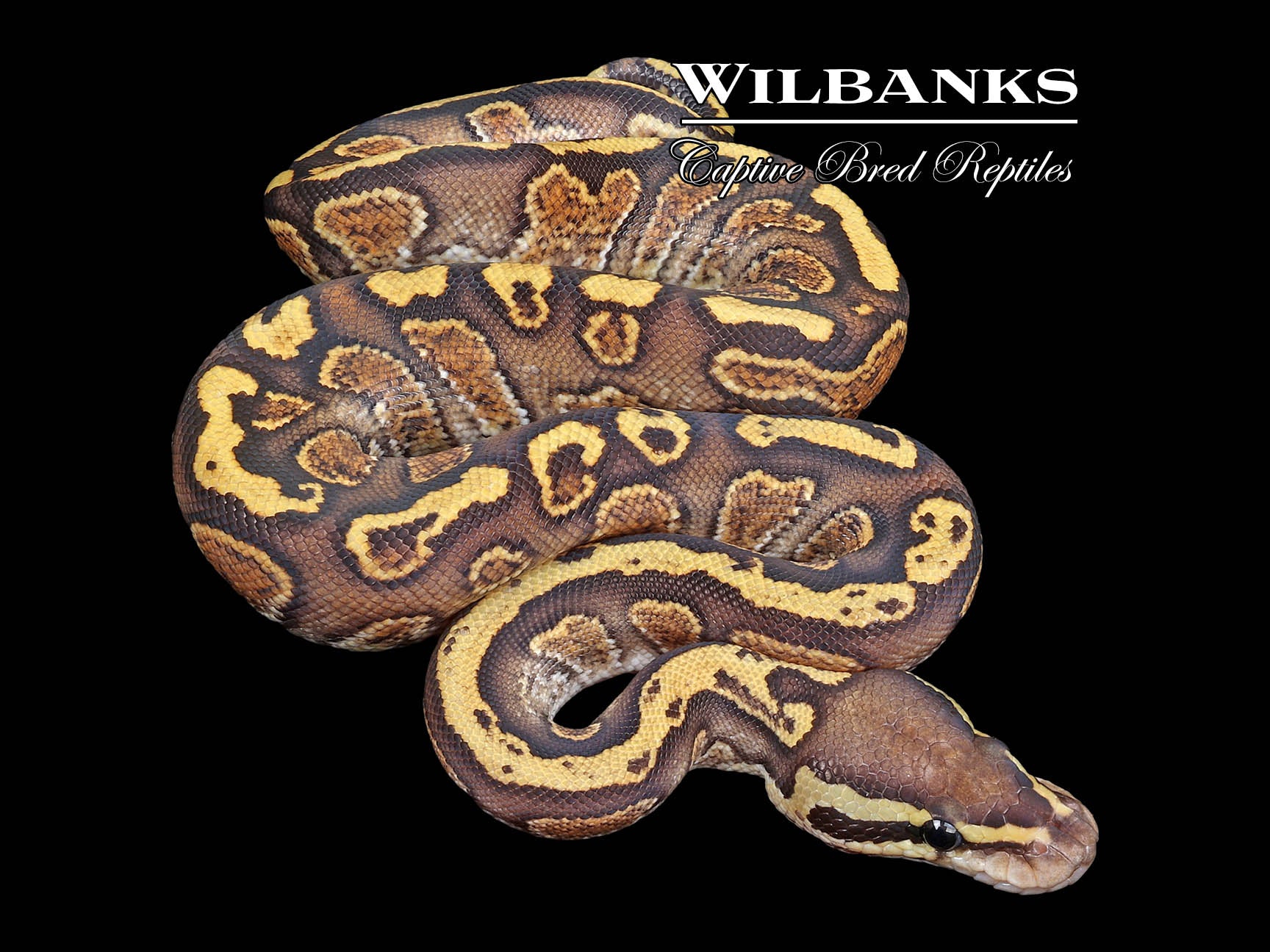 GHI Fire Ball Python ♂ '23 – Wilbanks Captive Bred Reptiles