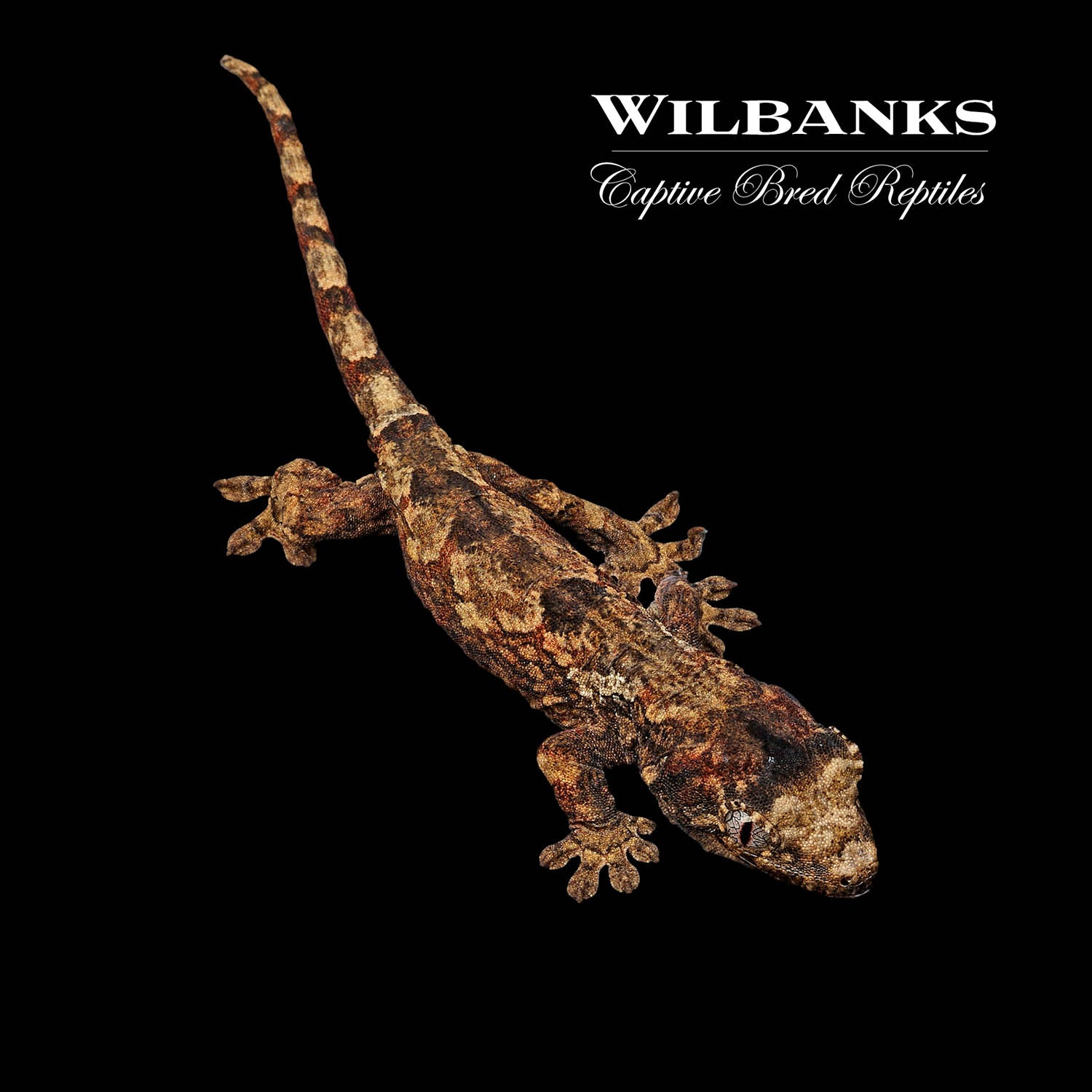 Pine Island Chahoua Gecko '22 – Wilbanks Captive Bred Reptiles