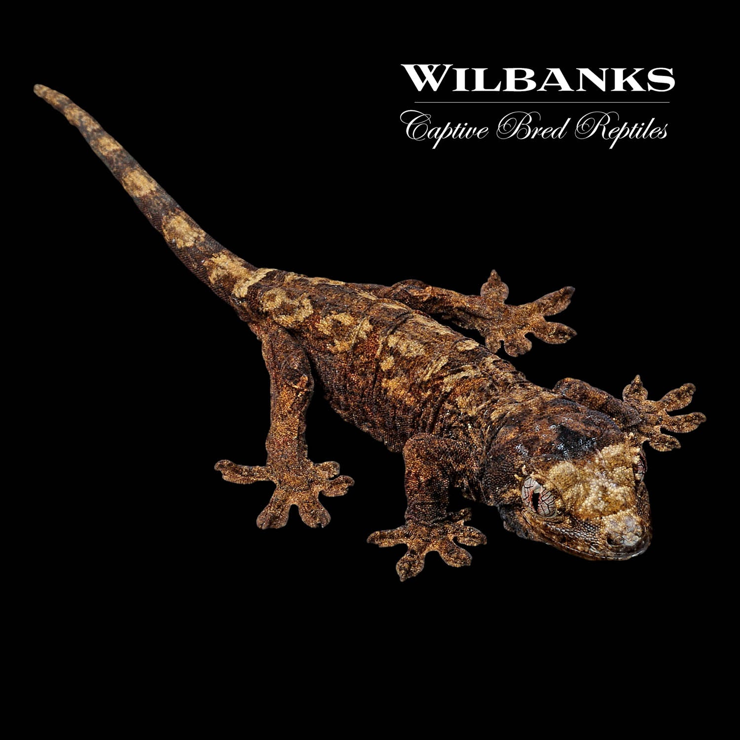 Pine Island Chahoua Gecko '23 – Wilbanks Captive Bred Reptiles