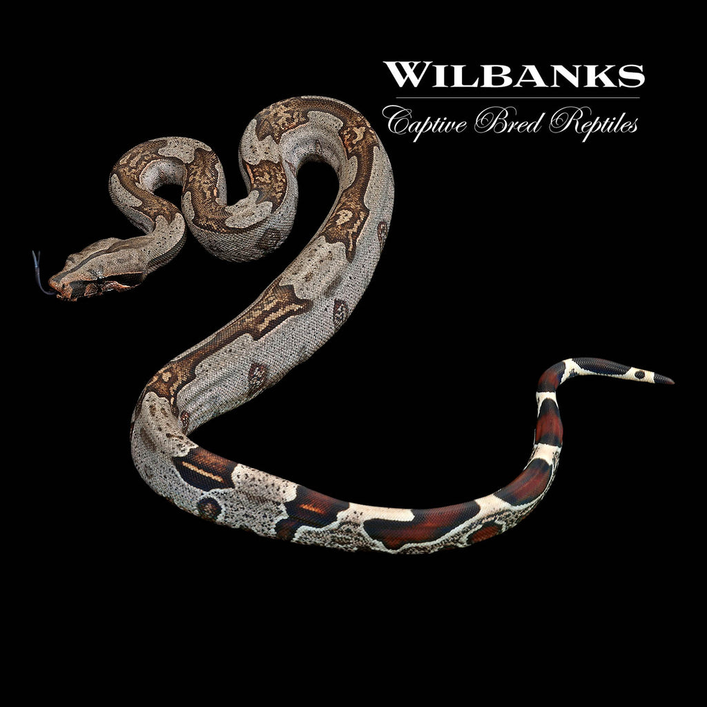 https://www.wilbanksreptiles.com/cdn/shop/products/115229664_1024x1024.jpg?v=1678309734