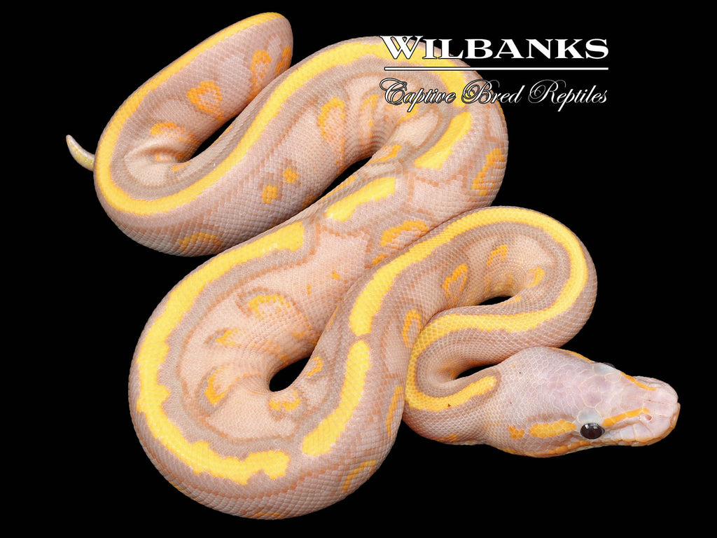 Banana Stranger Yellow Belly or Gravel Ball Python '23 – Wilbanks Captive  Bred Reptiles