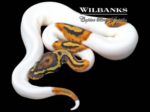 Pied 100% Het. Albino Ball Python '23 – Wilbanks Captive Bred 