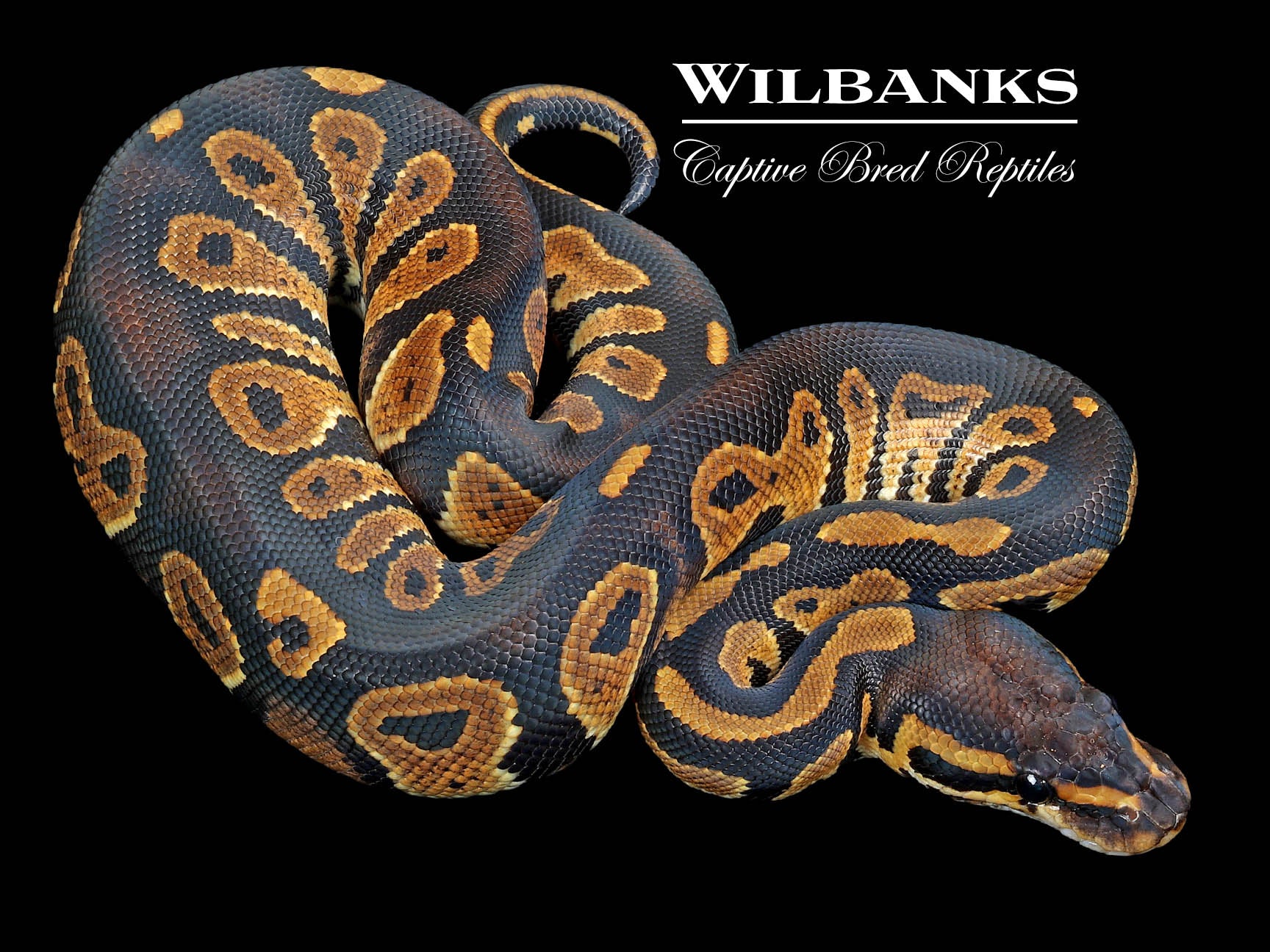 Blackhead 100% Het. Clown Ball Python ♂ '23 – Wilbanks Captive Bred ...