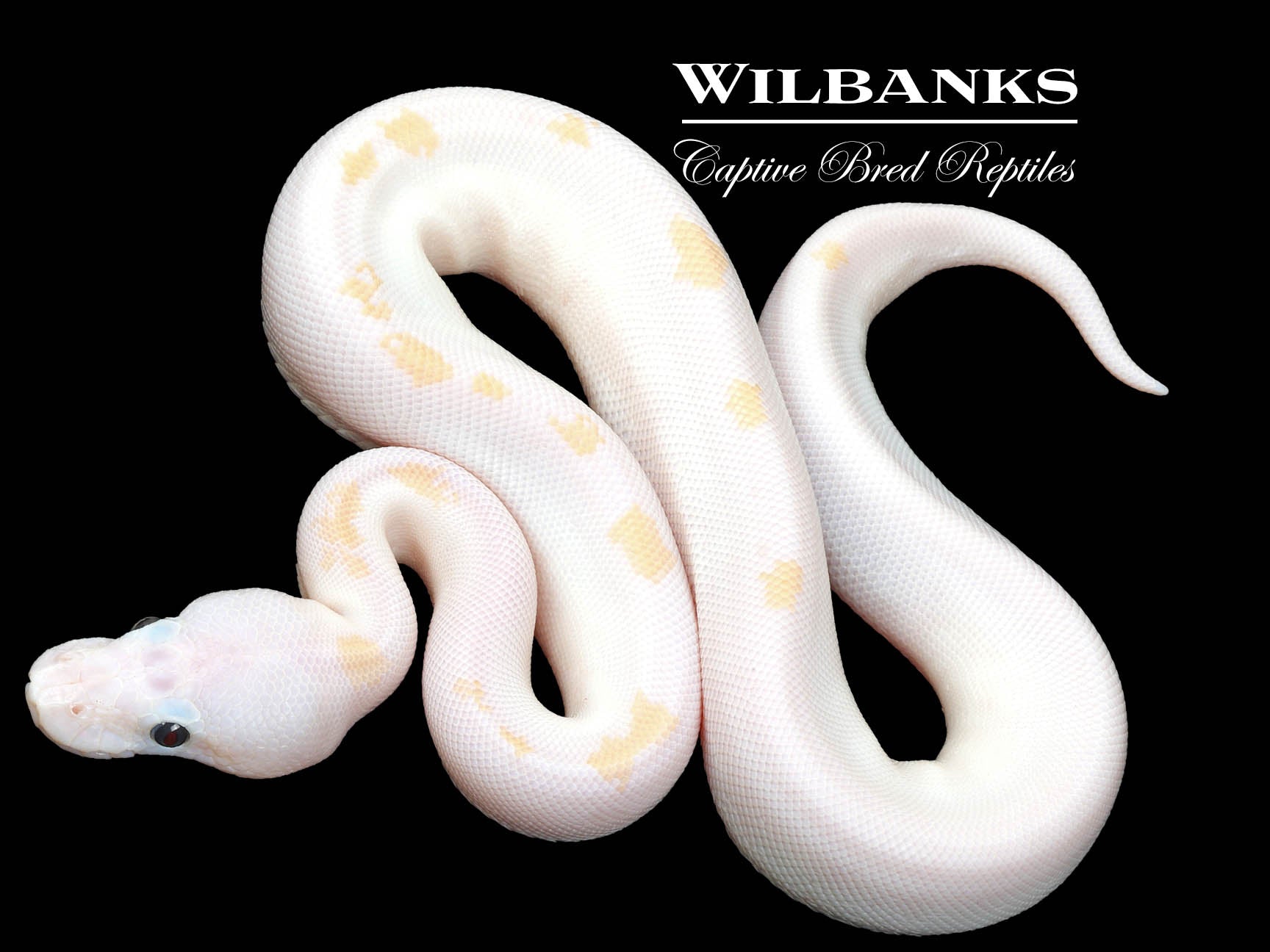 Super Fire Ball Python ♀ '23 – Wilbanks Captive Bred Reptiles