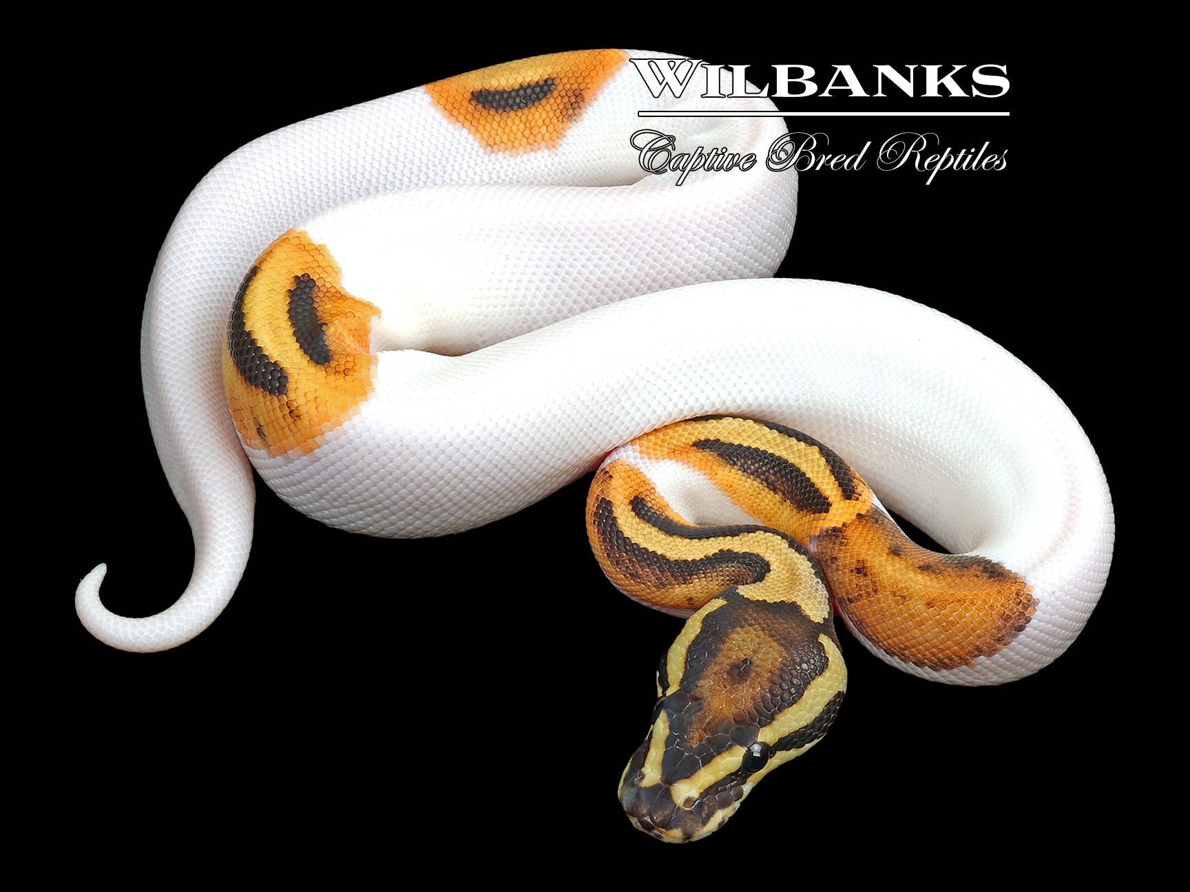 Fire Pied Ball Python ♂ '23 – Wilbanks Captive Bred Reptiles