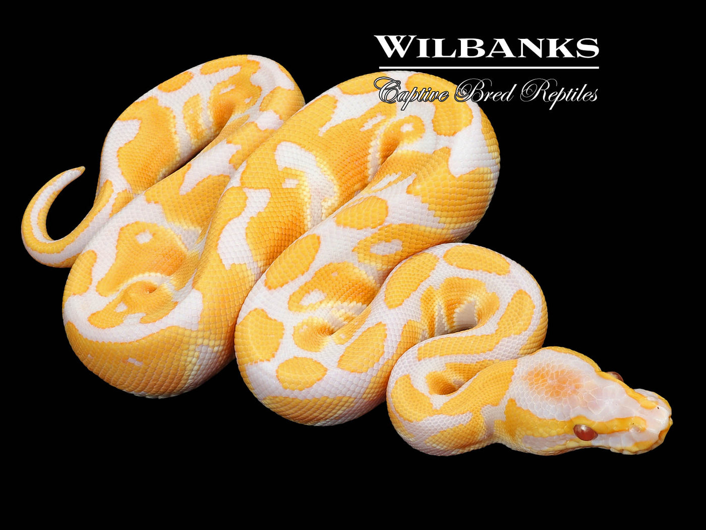 Lavender Albino 100% Het. Clown Ball Python ♂ '23 – Wilbanks Captive ...