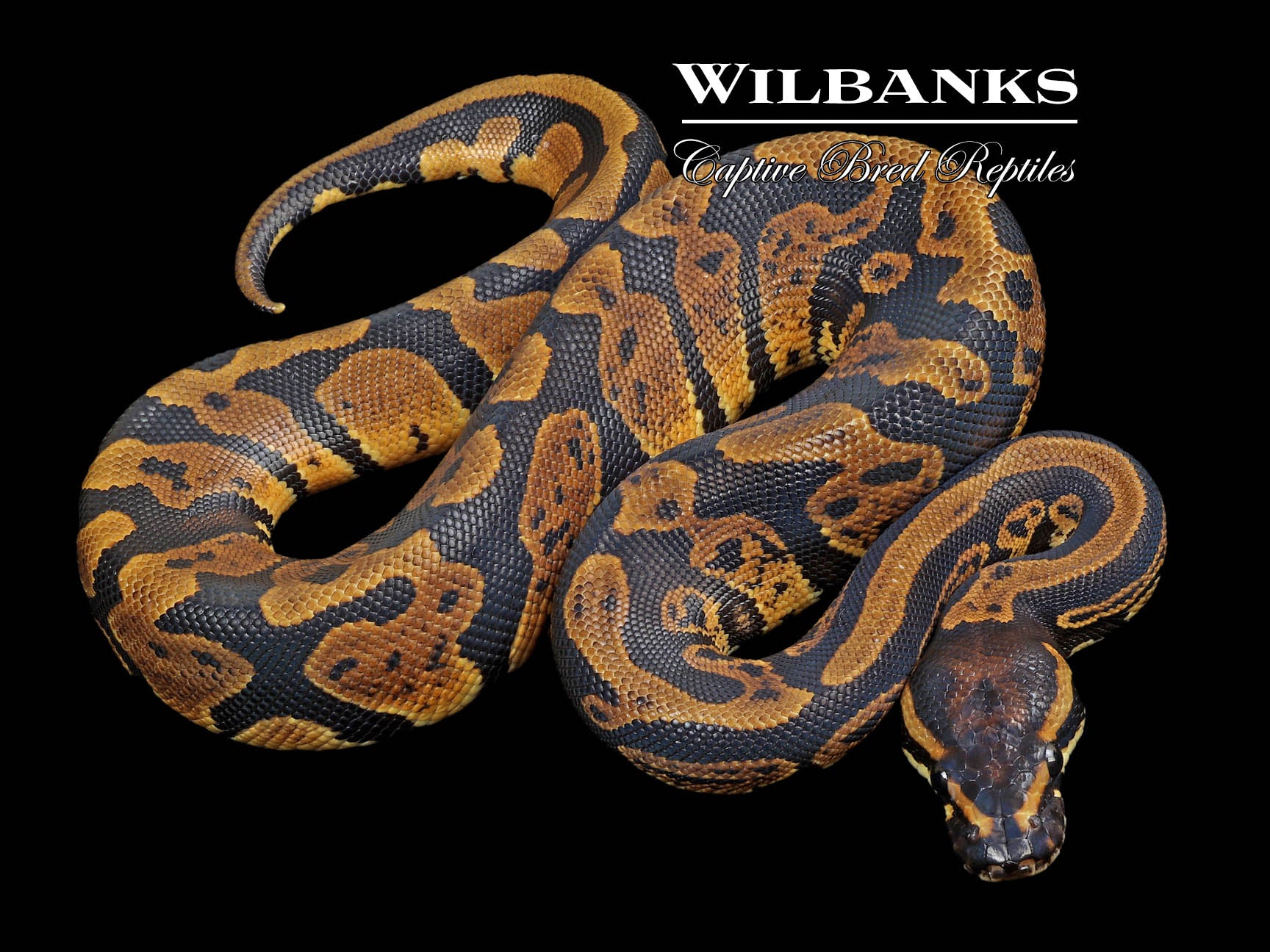 Acid Ball Python ♂ '23 – Wilbanks Captive Bred Reptiles