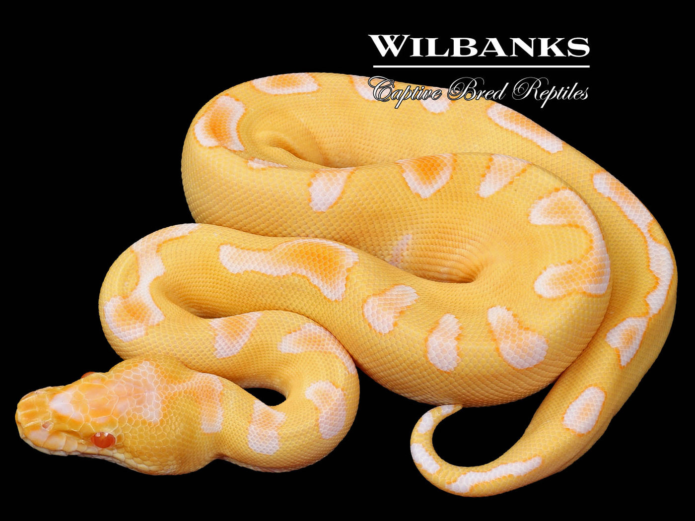 Albino Enchi Clown Ball Python ♂ '23 – Wilbanks Captive Bred Reptiles