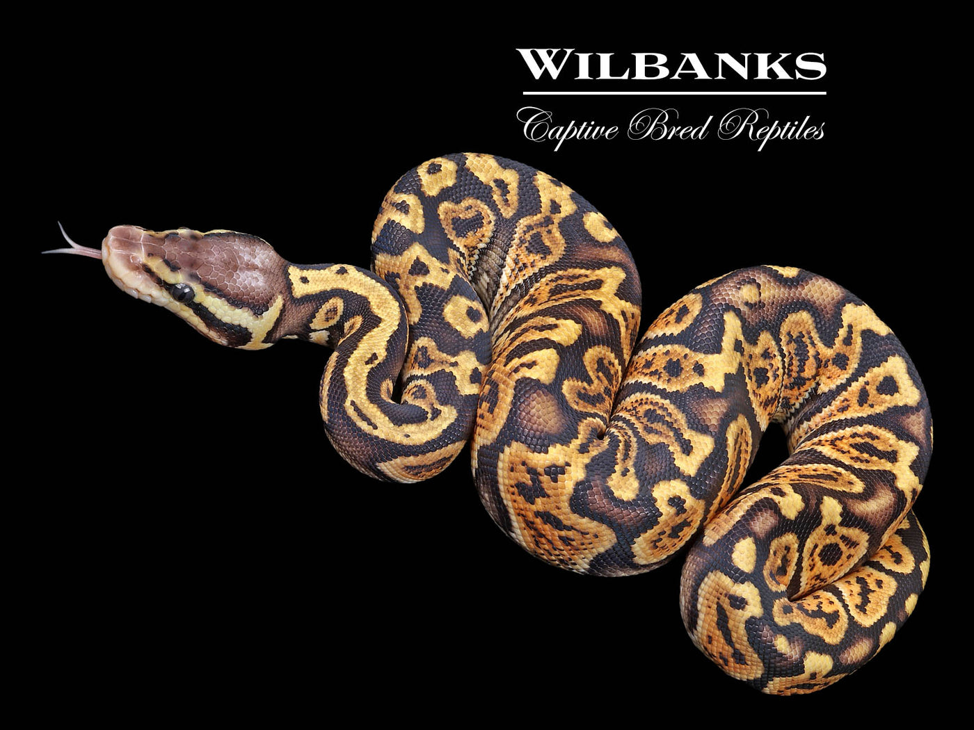 Pastel Ghi Yellow Belly Or Asphalt Ball Python ♀ '23 – Wilbanks Captive 