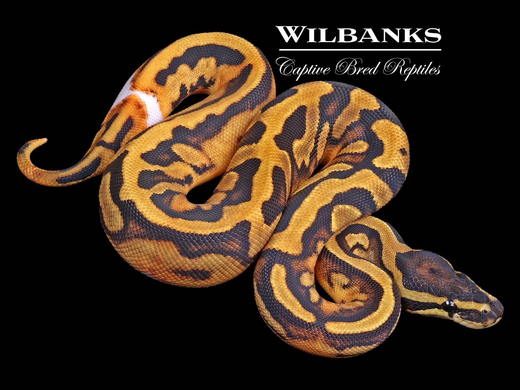 Pied Ball Python ♀ '23 – Wilbanks Captive Bred Reptiles