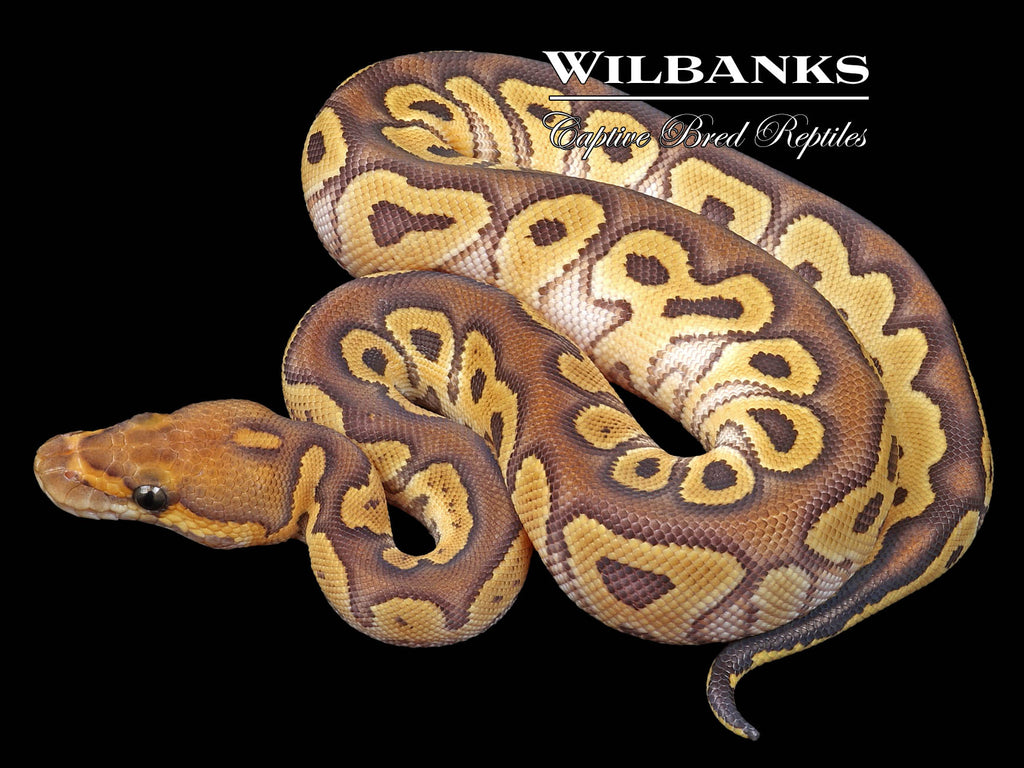 Mojave Clown Ball Python '23 – Wilbanks Captive Bred Reptiles