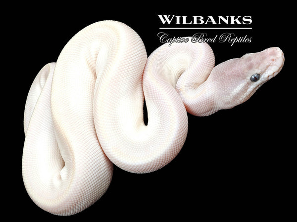 https://www.wilbanksreptiles.com/cdn/shop/products/42234066_grande.jpg?v=1694121328