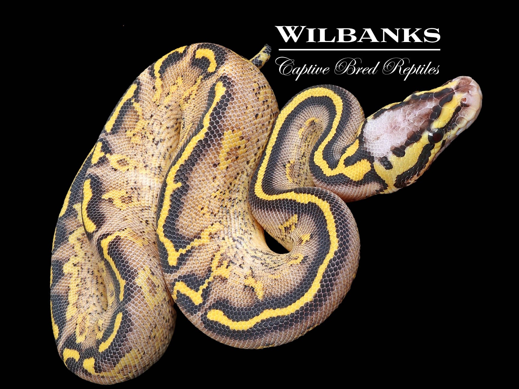 Pastel Freeway Ball Python ♀ '23 – Wilbanks Captive Bred Reptiles