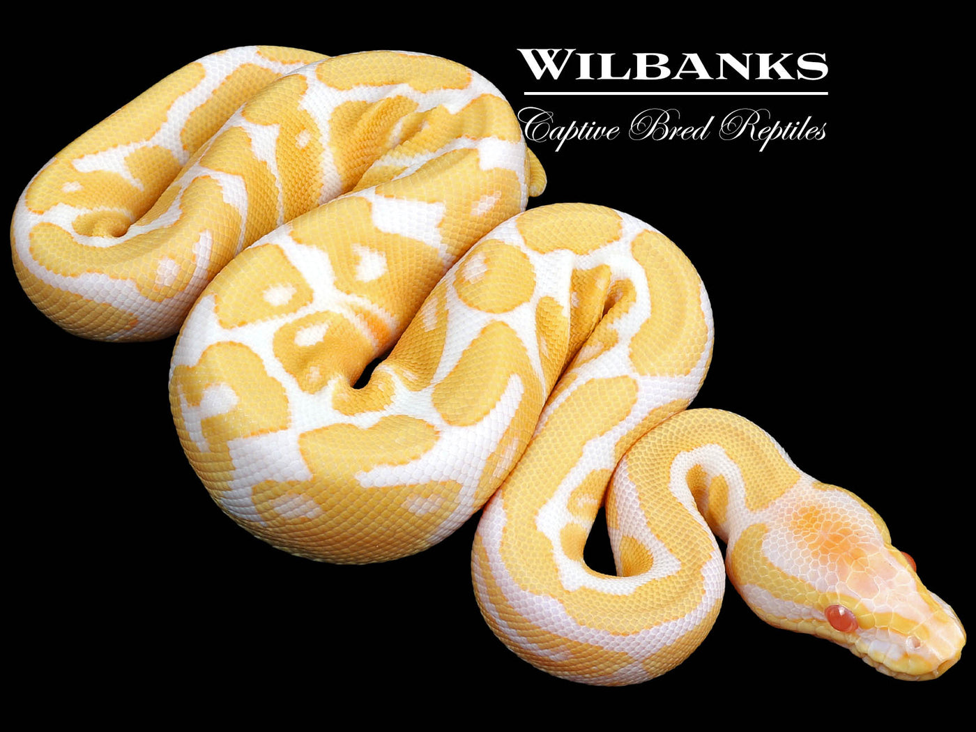 Albino Ball Python ♂ '23 – Wilbanks Captive Bred Reptiles