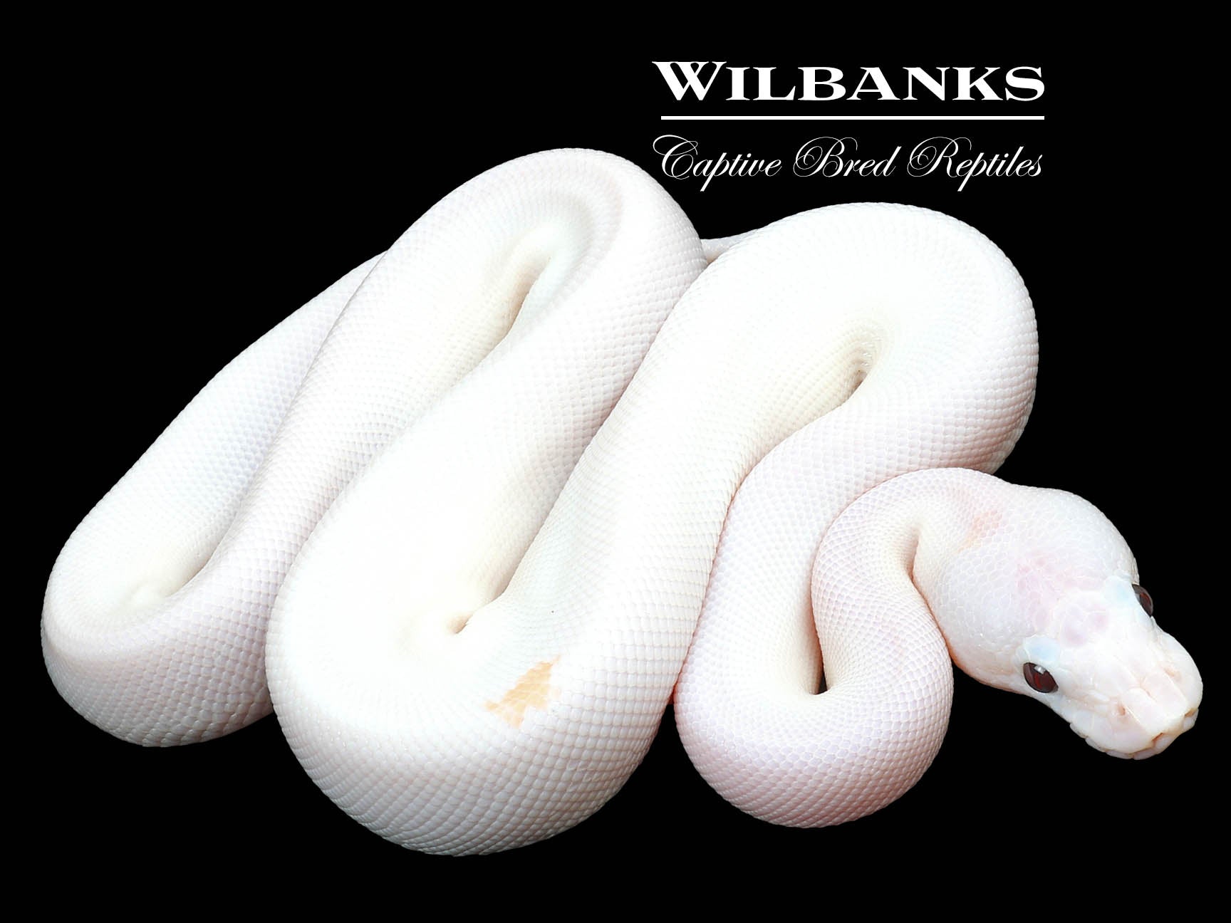 Banana Super Fire Ball Python ♂ '23 – Wilbanks Captive Bred Reptiles