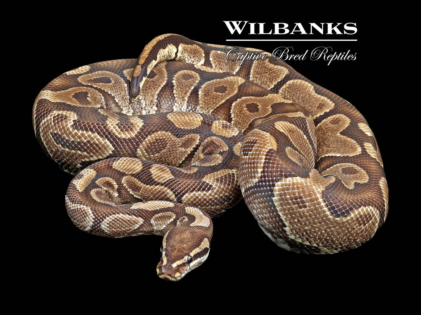 Yellow Belly (proven Breeder) Ball Python ♀ '19 – Wilbanks Captive Bred 