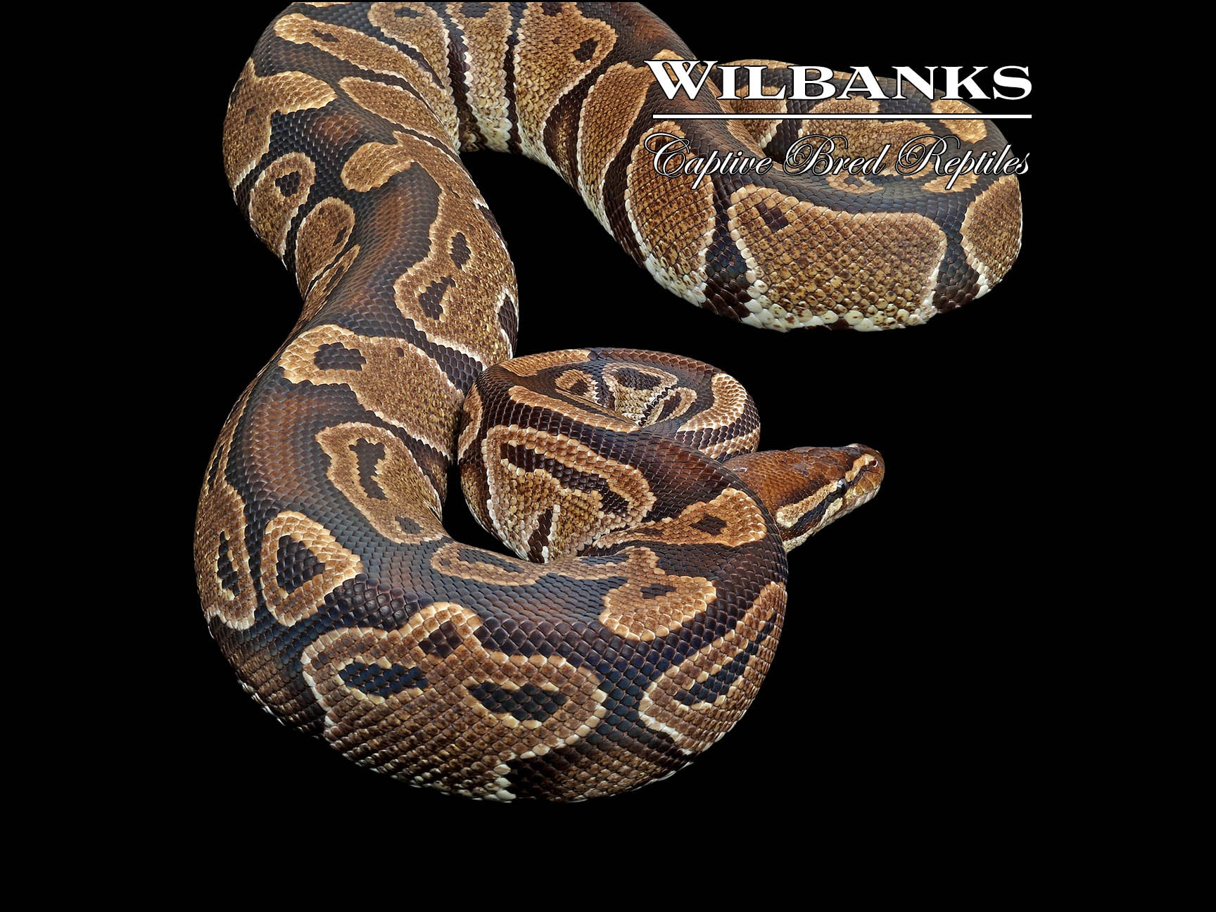 100% Het. Albino (Proven Breeder) Ball Python ♀ '18 – Wilbanks Captive ...