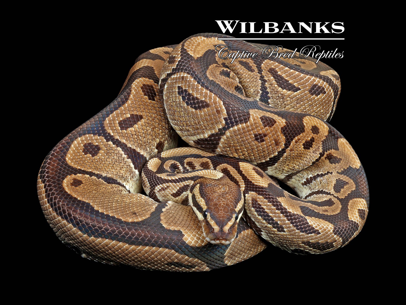 100% Het. Albino (Proven Breeder) Ball Python ♀ '18 – Wilbanks Captive ...