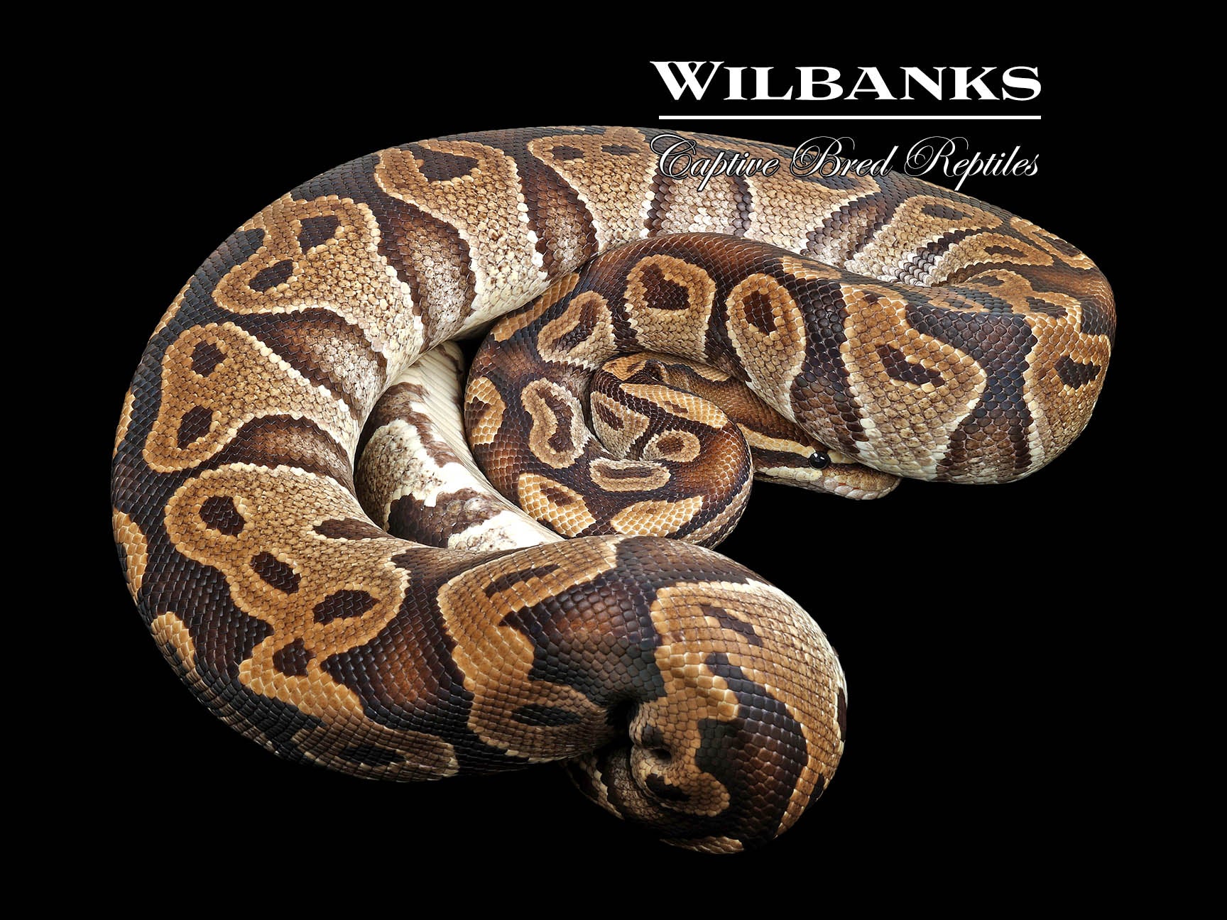 100% Het. Albino (Proven Breeder) Ball Python ♀ '18 – Wilbanks Captive ...