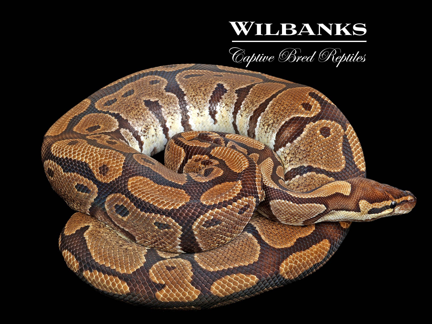 100% Het. Albino (Proven Breeder) Ball Python ♀ '18 – Wilbanks Captive ...