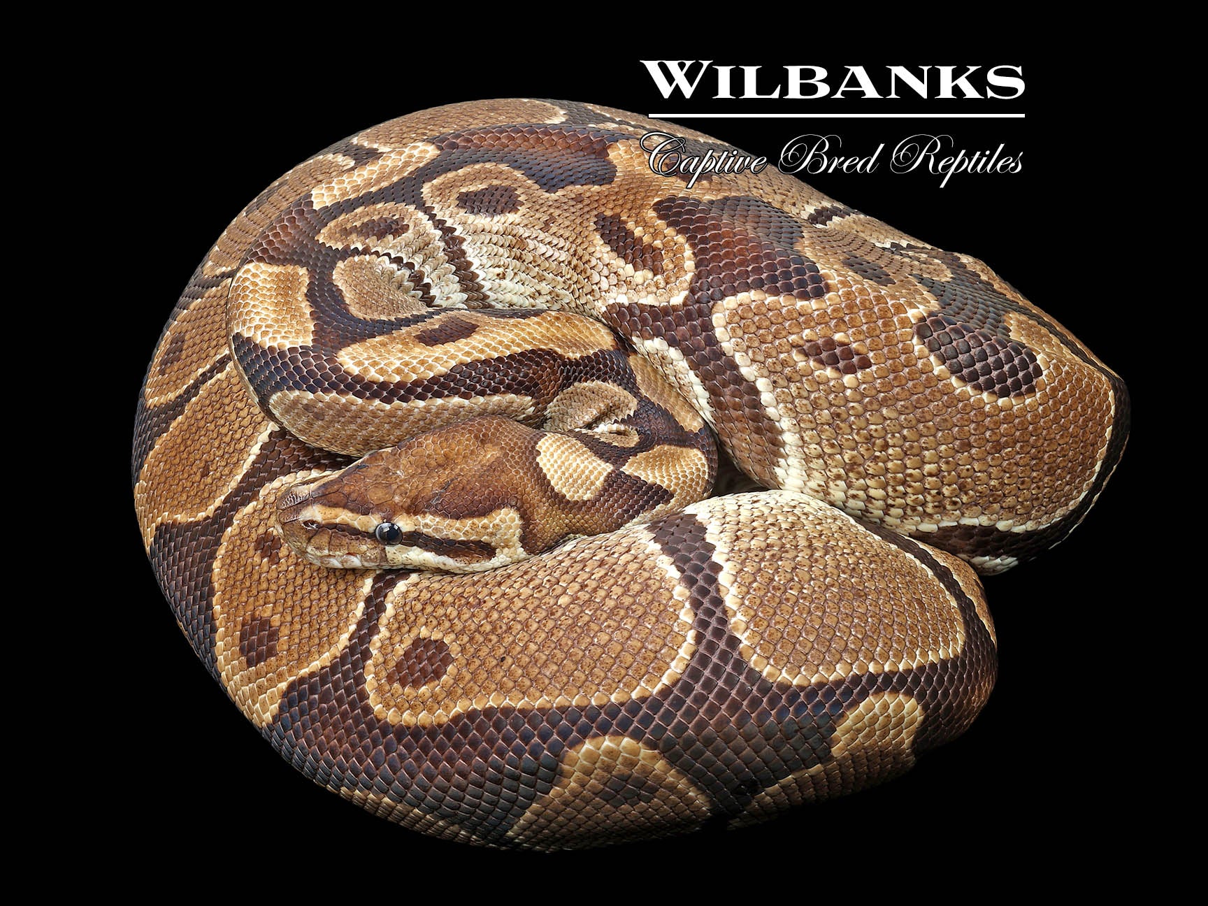 100% Het. Albino (Proven Breeder) Ball Python ♀ '17 – Wilbanks Captive ...