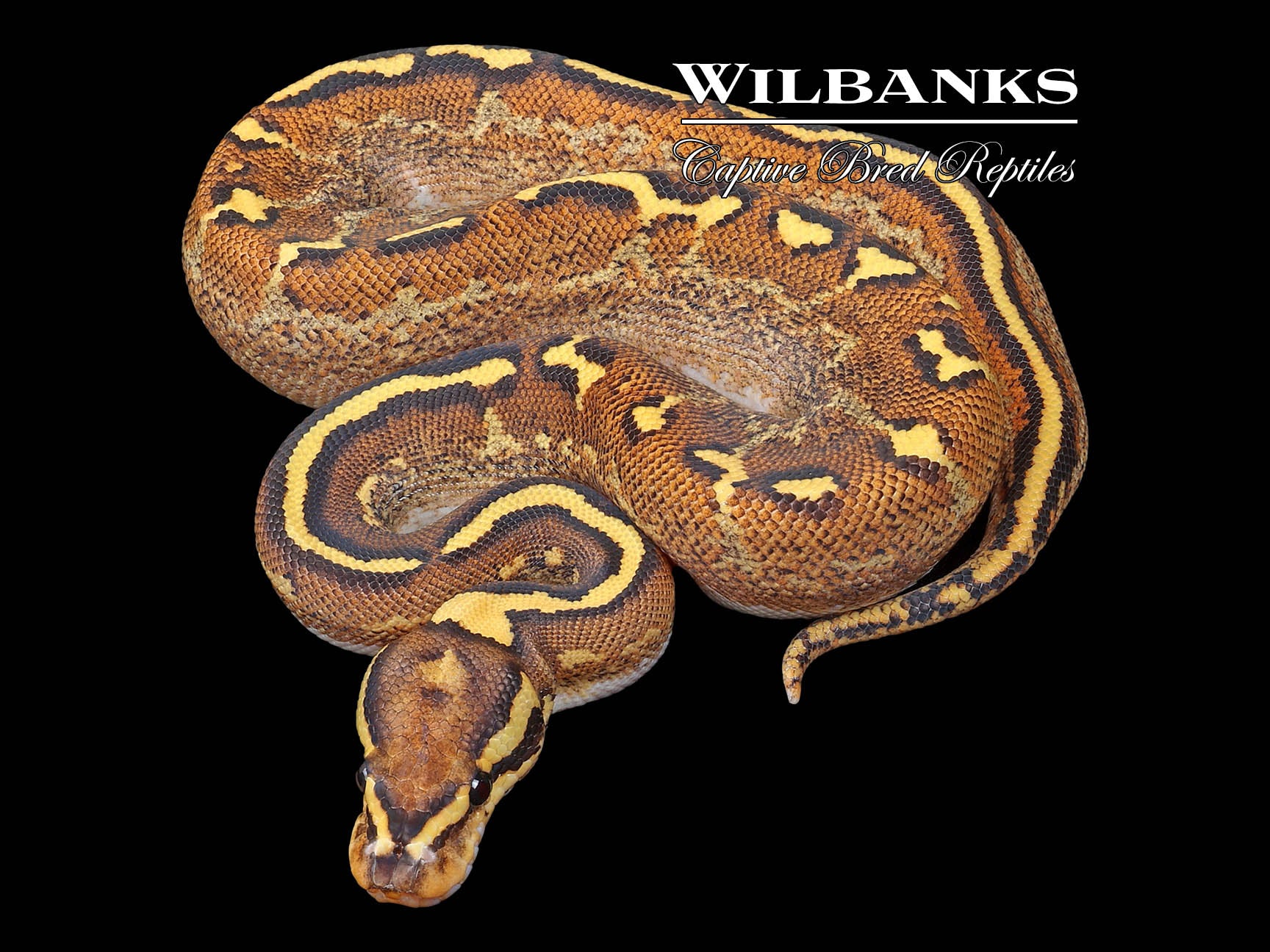 Fire Super Asphalt Ball Python ♀ '23 – Wilbanks Captive Bred Reptiles